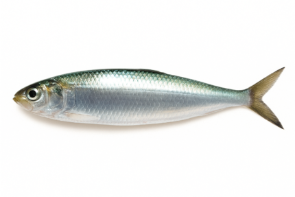 Salaya-Goldstripe Sardinella