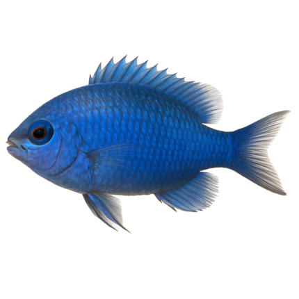 Sapphire Fish