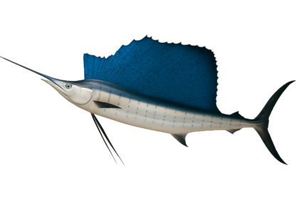 Thalapath-Sailfish